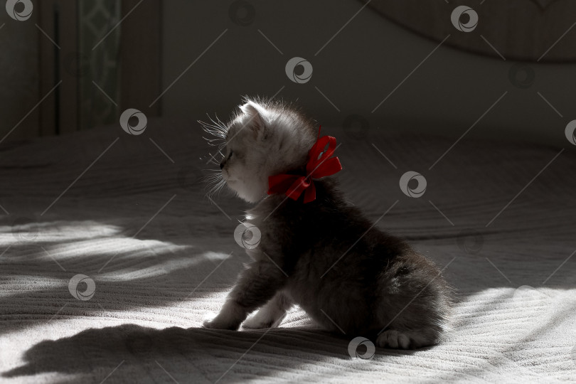 Скачать Шотландский прямолинейный серебристый котенок бежит фотосток Ozero