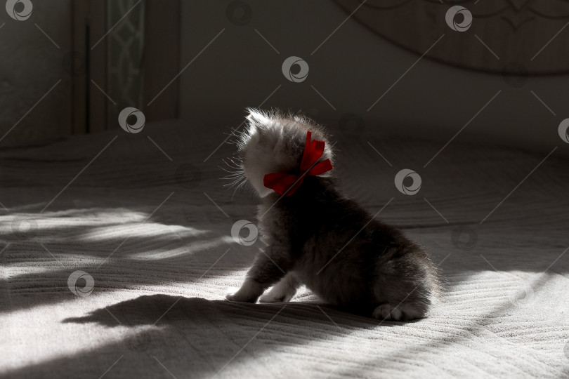 Скачать Шотландский прямолинейный серебристый котенок бежит фотосток Ozero