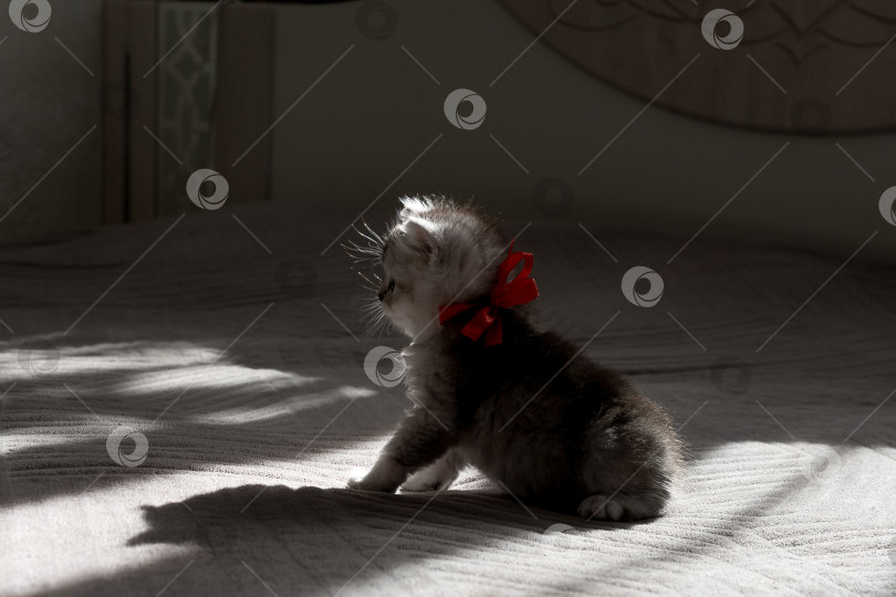 Скачать Шотландский прямолинейный серебристый котенок бежит фотосток Ozero