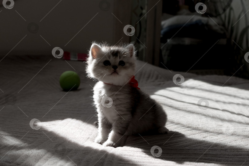 Скачать Шотландский прямолинейный серебристый котенок бежит фотосток Ozero