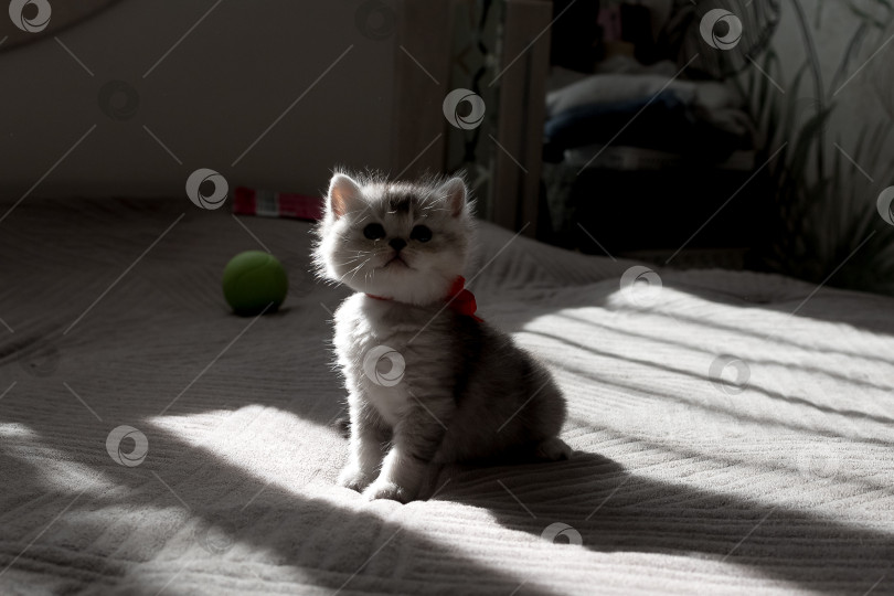 Скачать Шотландский прямолинейный серебристый котенок бежит фотосток Ozero