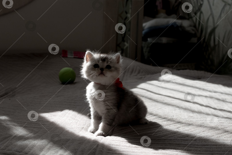 Скачать Шотландский прямолинейный серебристый котенок бежит фотосток Ozero