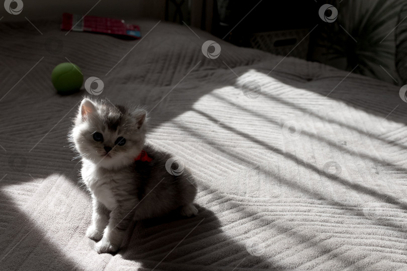 Скачать Шотландский прямолинейный серебристый котенок бежит фотосток Ozero