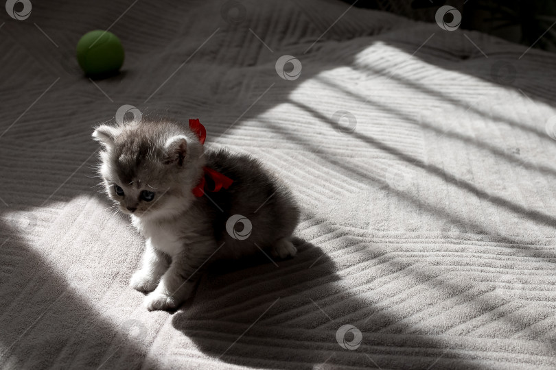 Скачать Шотландский прямолинейный серебристый котенок бежит фотосток Ozero