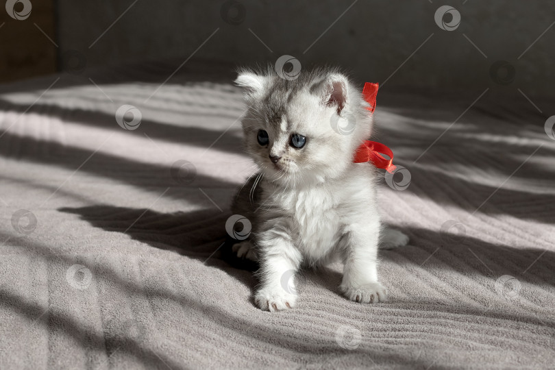 Скачать Шотландский прямолинейный серебристый котенок бежит фотосток Ozero