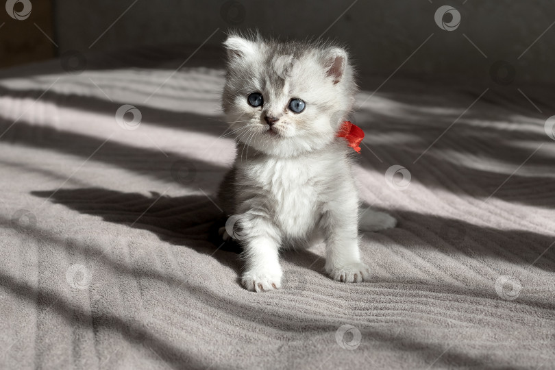 Скачать Шотландский прямолинейный серебристый котенок бежит фотосток Ozero