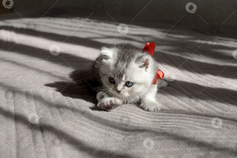 Скачать Шотландский прямолинейный серебристый котенок бежит фотосток Ozero