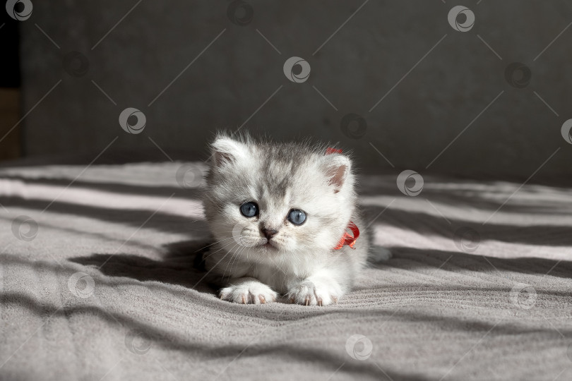 Скачать Шотландский прямолинейный серебристый котенок бежит фотосток Ozero