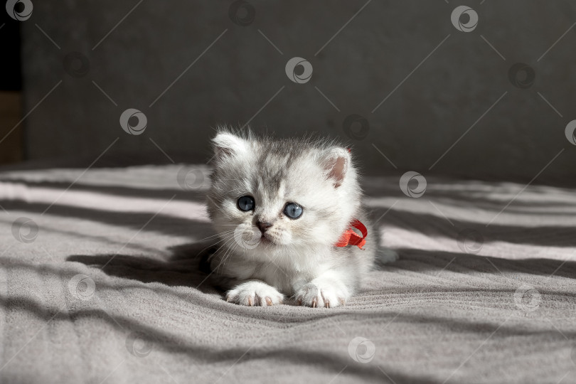 Скачать Шотландский прямолинейный серебристый котенок бежит фотосток Ozero