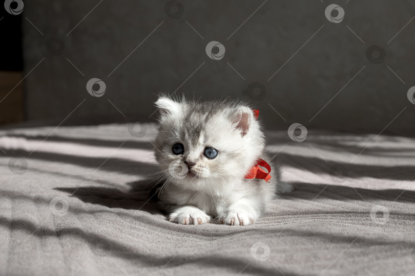 Скачать Шотландский прямолинейный серебристый котенок бежит фотосток Ozero