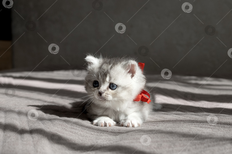 Скачать Шотландский прямолинейный серебристый котенок бежит фотосток Ozero