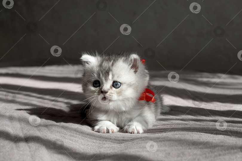 Скачать Шотландский прямолинейный серебристый котенок бежит фотосток Ozero