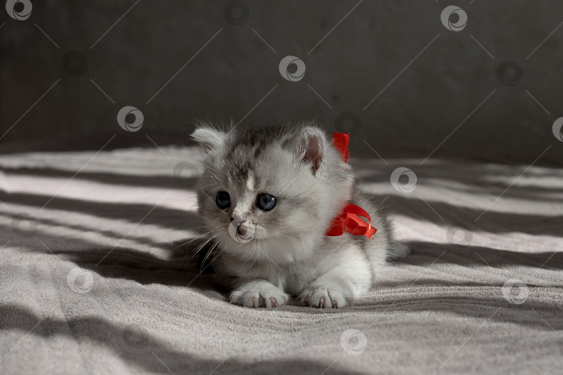 Скачать Шотландский прямолинейный серебристый котенок бежит фотосток Ozero