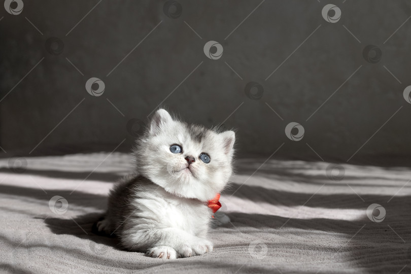 Скачать Шотландский прямолинейный серебристый котенок бежит фотосток Ozero