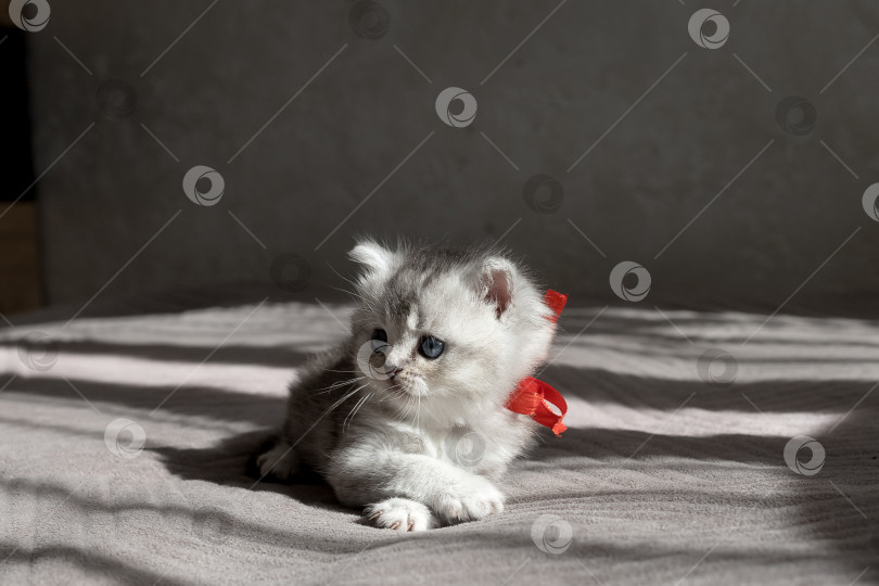 Скачать Шотландский прямолинейный серебристый котенок бежит фотосток Ozero