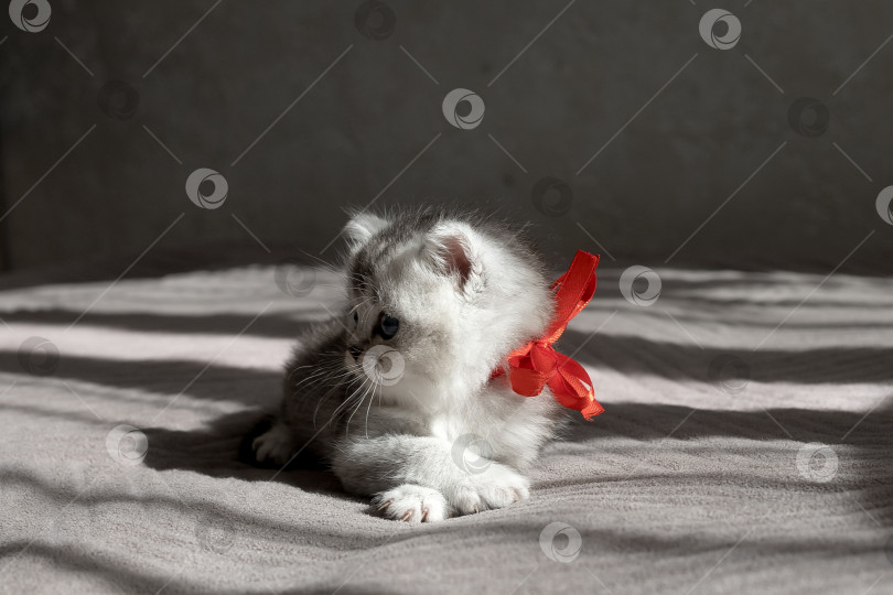 Скачать Шотландский прямолинейный серебристый котенок бежит фотосток Ozero