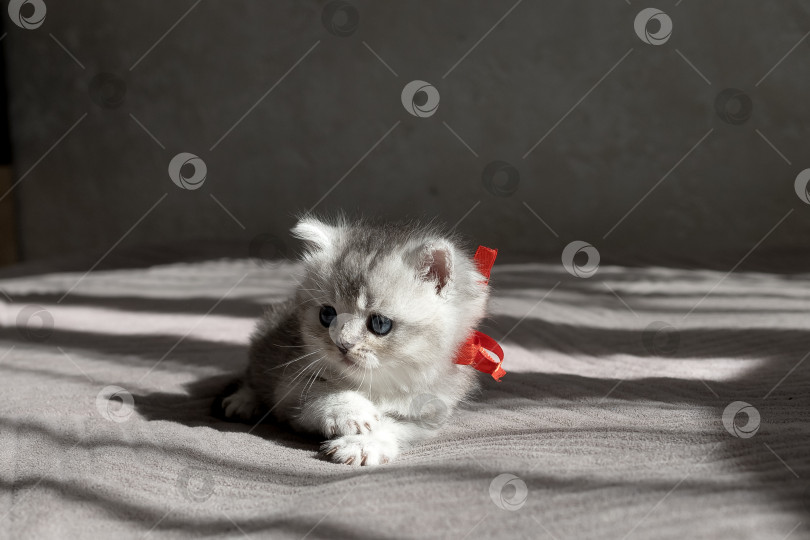 Скачать Шотландский прямолинейный серебристый котенок бежит фотосток Ozero