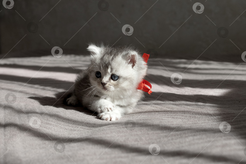 Скачать Шотландский прямолинейный серебристый котенок бежит фотосток Ozero