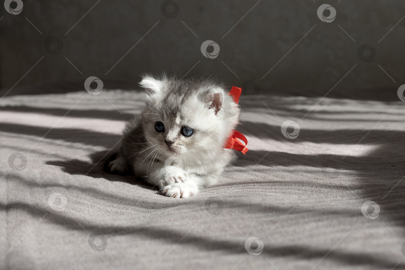 Скачать Шотландский прямолинейный серебристый котенок бежит фотосток Ozero