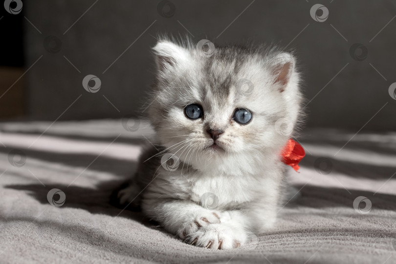 Скачать Шотландский прямолинейный серебристый котенок бежит фотосток Ozero