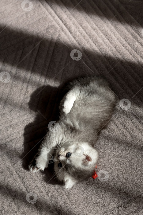 Скачать Шотландский прямолинейный серебристый котенок бежит фотосток Ozero