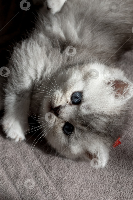 Скачать Шотландский прямолинейный серебристый котенок бежит фотосток Ozero