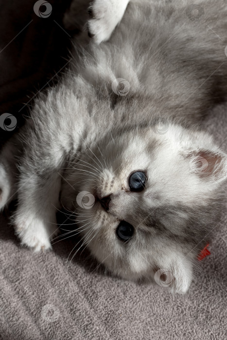 Скачать Шотландский прямолинейный серебристый котенок бежит фотосток Ozero