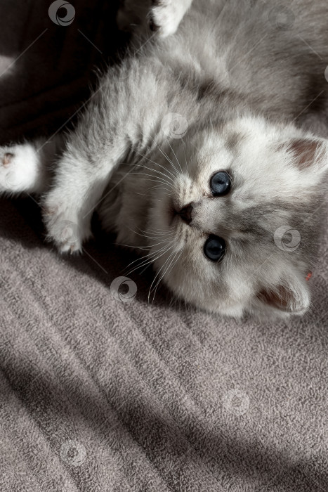 Скачать Шотландский прямолинейный серебристый котенок бежит фотосток Ozero