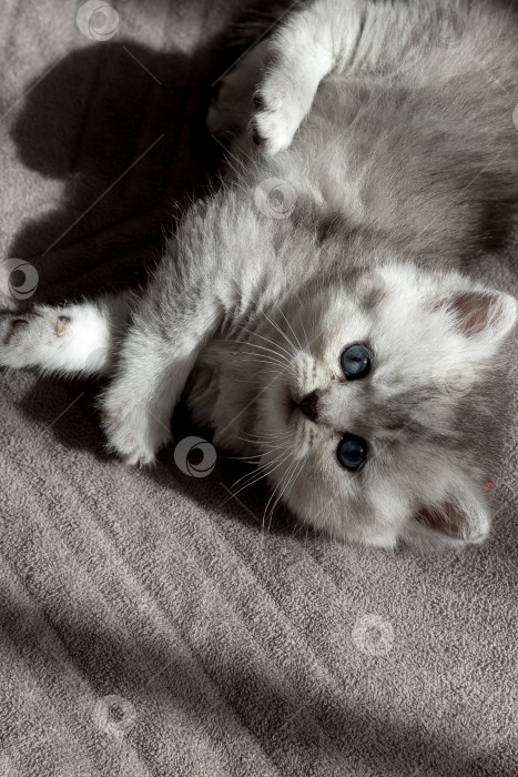 Скачать Шотландский прямолинейный серебристый котенок бежит фотосток Ozero