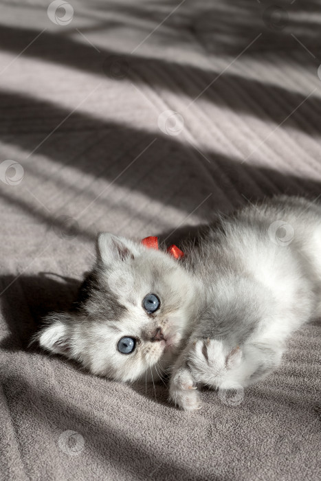 Скачать Шотландский прямолинейный серебристый котенок бежит фотосток Ozero