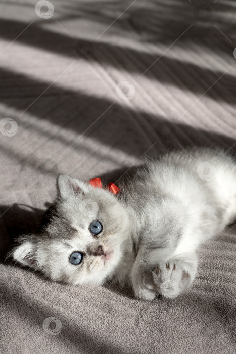 Скачать Шотландский прямолинейный серебристый котенок бежит фотосток Ozero