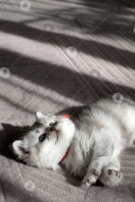 Скачать Шотландский прямолинейный серебристый котенок бежит фотосток Ozero