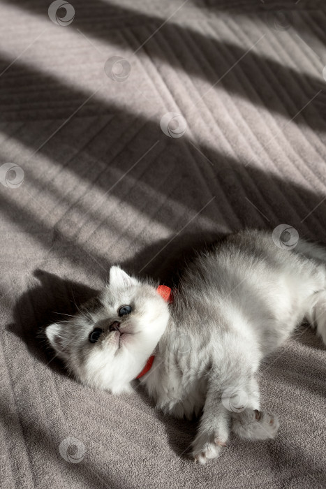 Скачать Шотландский прямолинейный серебристый котенок бежит фотосток Ozero