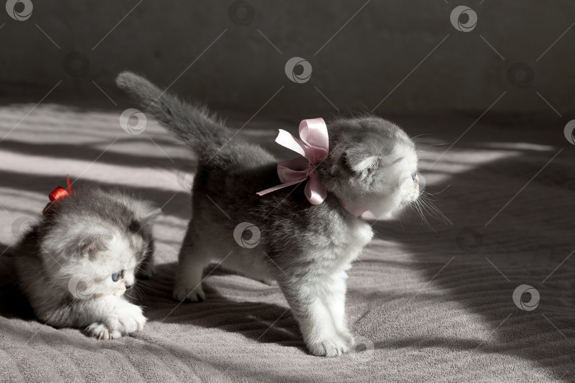 Скачать Шотландский прямолинейный серебристый котенок бежит фотосток Ozero