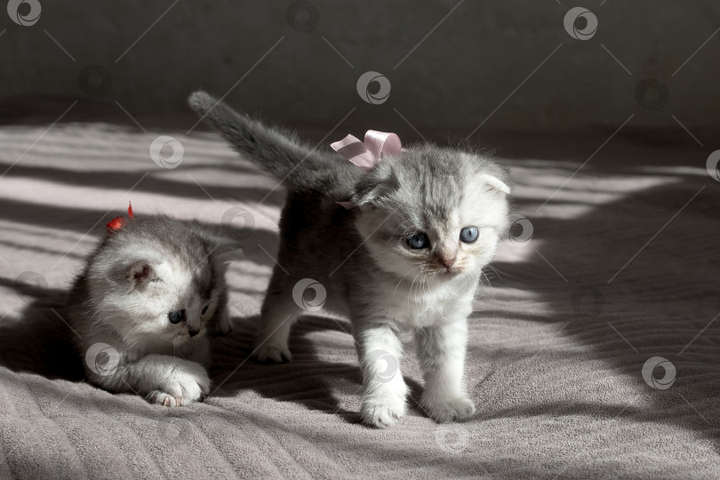 Скачать Шотландский прямолинейный серебристый котенок бежит фотосток Ozero