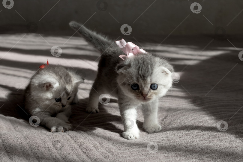 Скачать Шотландский прямолинейный серебристый котенок бежит фотосток Ozero