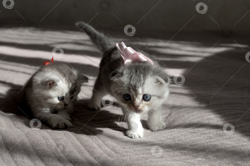 Скачать Шотландский прямолинейный серебристый котенок бежит фотосток Ozero