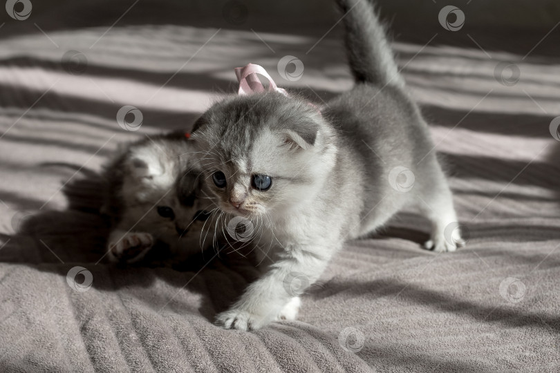 Скачать Шотландский прямолинейный серебристый котенок бежит фотосток Ozero