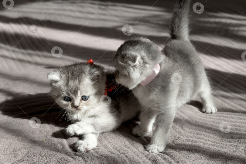 Скачать Шотландский прямолинейный серебристый котенок бежит фотосток Ozero