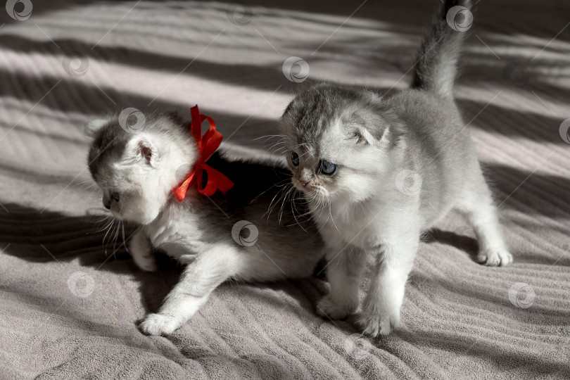 Скачать Шотландский прямолинейный серебристый котенок бежит фотосток Ozero