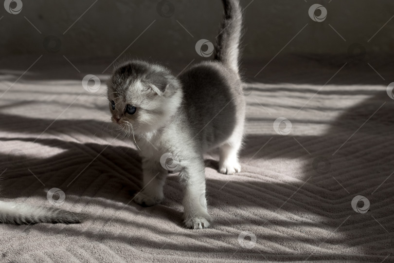 Скачать Шотландский прямолинейный серебристый котенок бежит фотосток Ozero