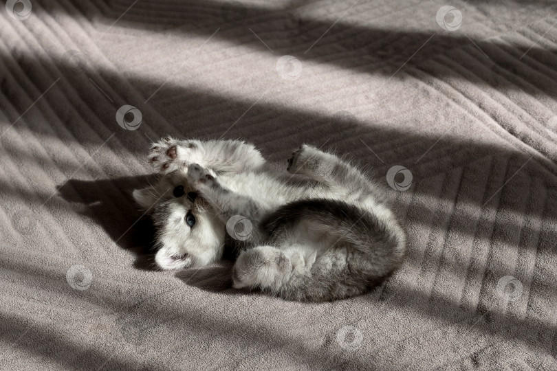 Скачать Шотландский прямолинейный серебристый котенок бежит фотосток Ozero