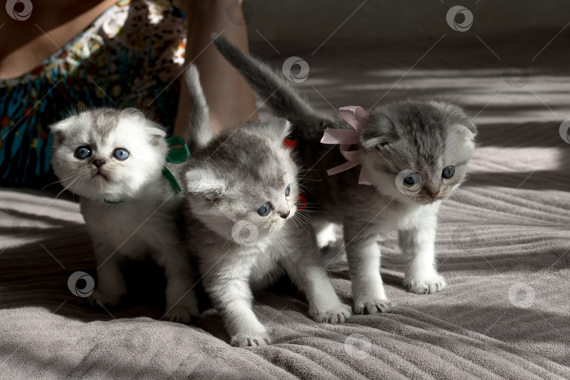 Скачать Шотландский прямолинейный серебристый котенок бежит фотосток Ozero