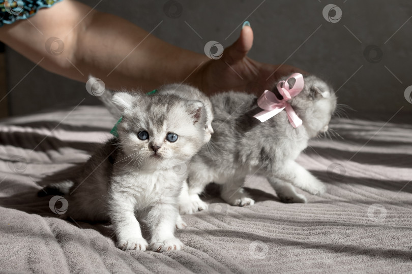 Скачать Шотландский прямолинейный серебристый котенок бежит фотосток Ozero