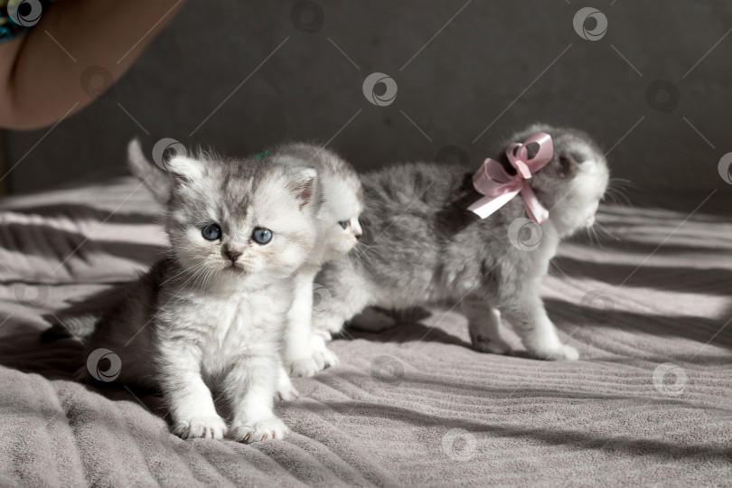 Скачать Шотландский прямолинейный серебристый котенок бежит фотосток Ozero