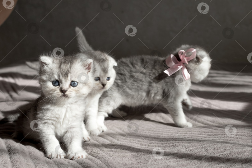 Скачать Шотландский прямолинейный серебристый котенок бежит фотосток Ozero