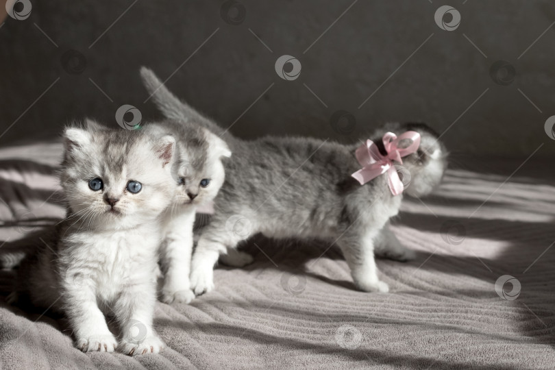 Скачать Шотландский прямолинейный серебристый котенок бежит фотосток Ozero