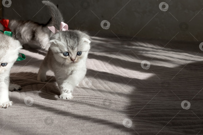 Скачать Шотландский прямолинейный серебристый котенок бежит фотосток Ozero
