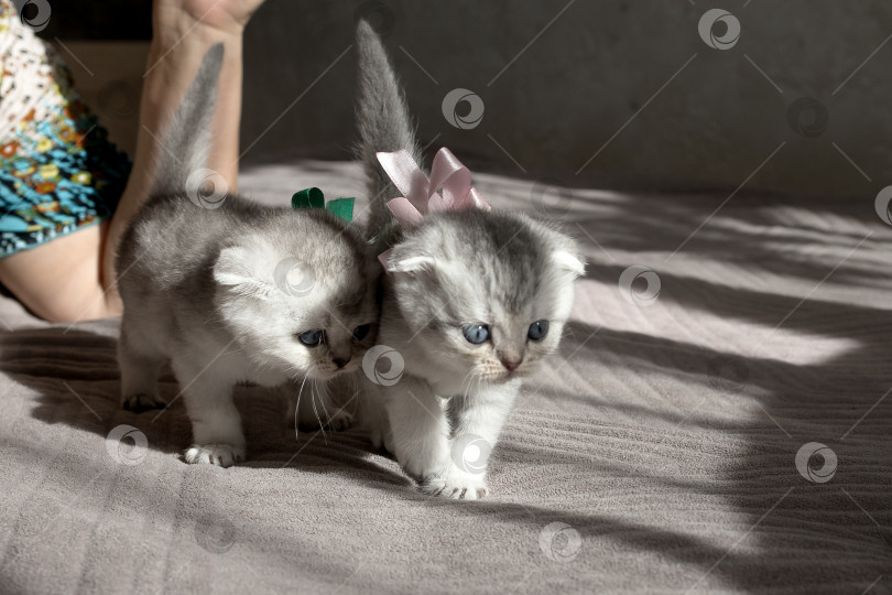 Скачать Шотландский прямолинейный серебристый котенок бежит фотосток Ozero