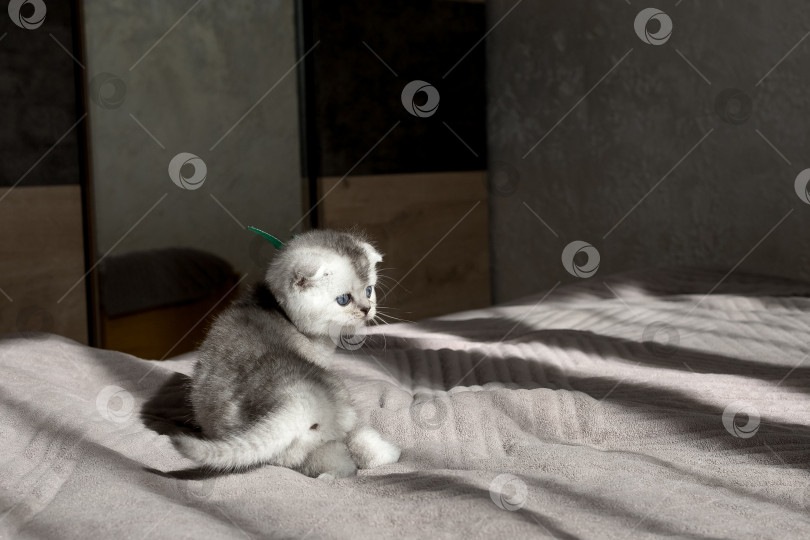 Скачать Шотландский прямолинейный серебристый котенок бежит фотосток Ozero